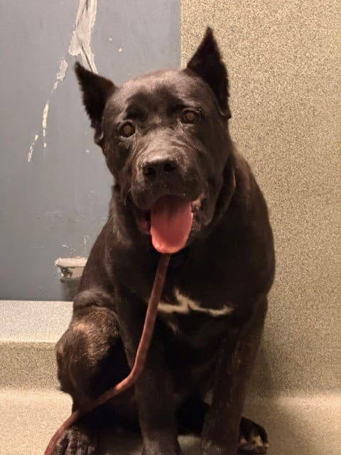 Unknown - Cane Corso Mastiff