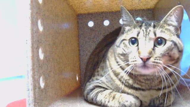 Kerbrose - Domestic Short Hair