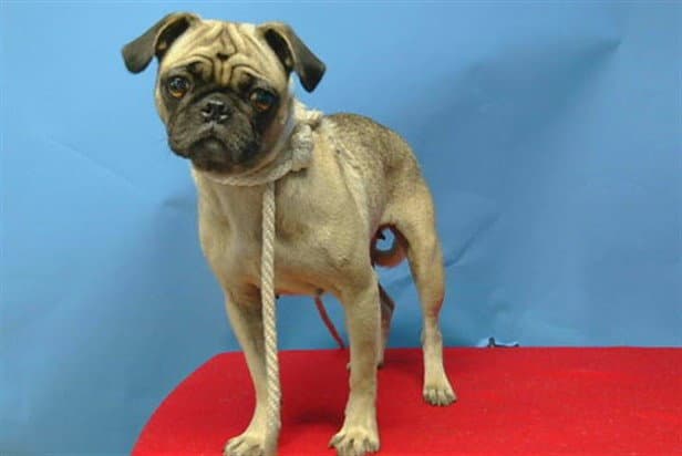 Trixie - Pug