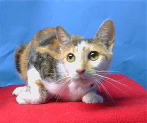 Spunky - Domestic Short Hair