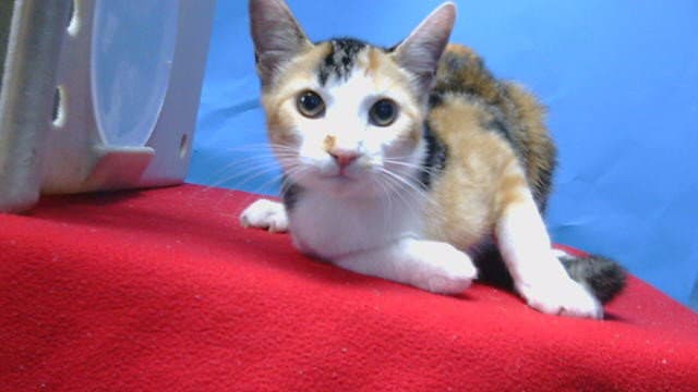 Fluffy - Domestic Short Hair