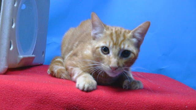 Smitty - Domestic Short Hair
