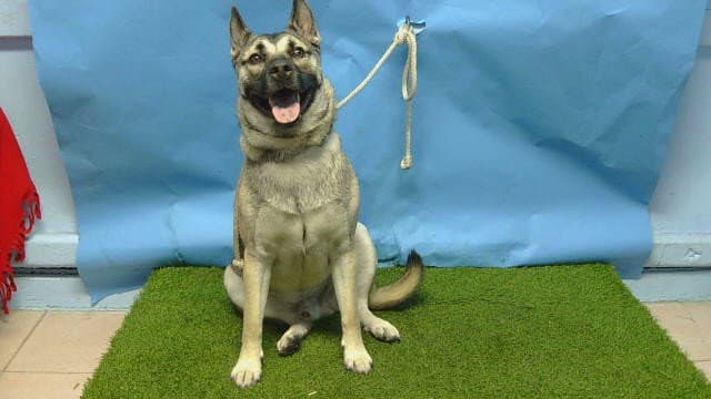 Axel - German Shepherd Dog