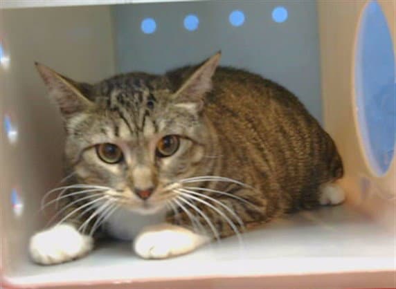 Maddie - Domestic Short Hair
