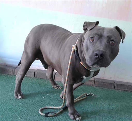 Blue - Pit Bull Terrier