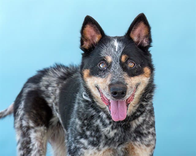 Chula - Australian Shepherd
