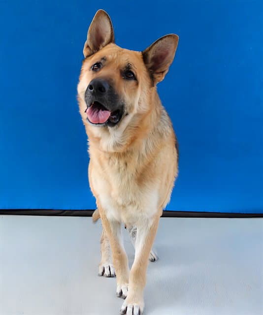 Melody - German Shepherd Dog