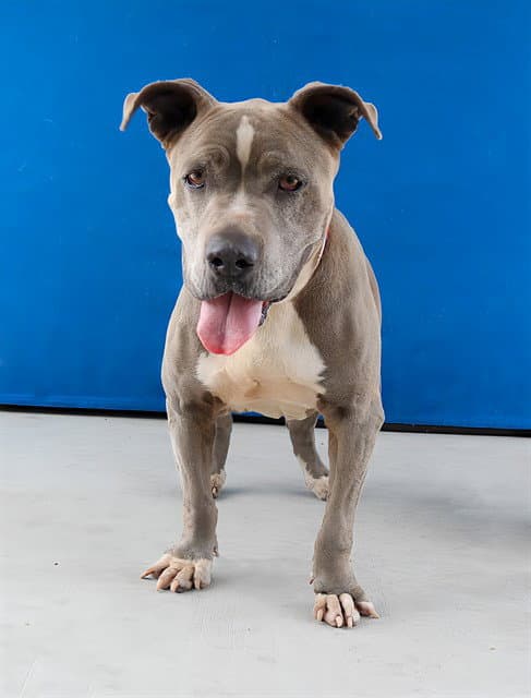 Blue - Pit Bull Terrier