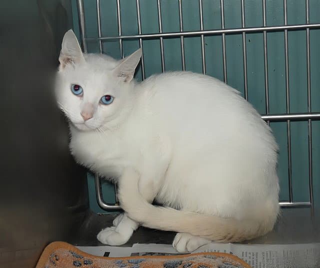 Unknown - Domestic Short Hair