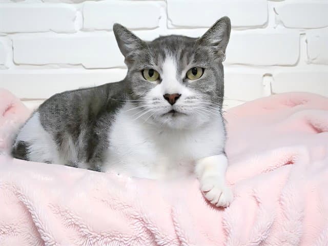 Lala - Domestic Short Hair