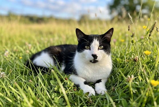 Mcflurry - Domestic Short Hair
