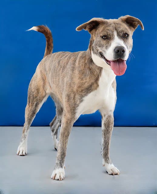 Gracie - Pit Bull Terrier