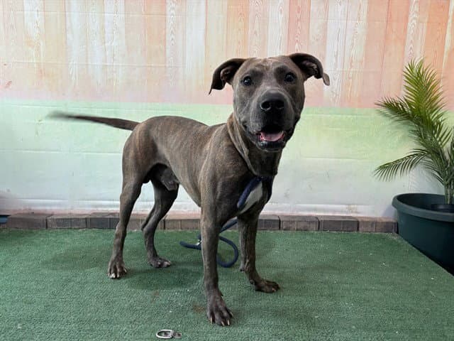 Rusy - Pit Bull Terrier