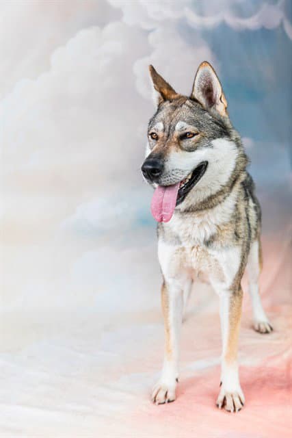 Unknown - Siberian Husky