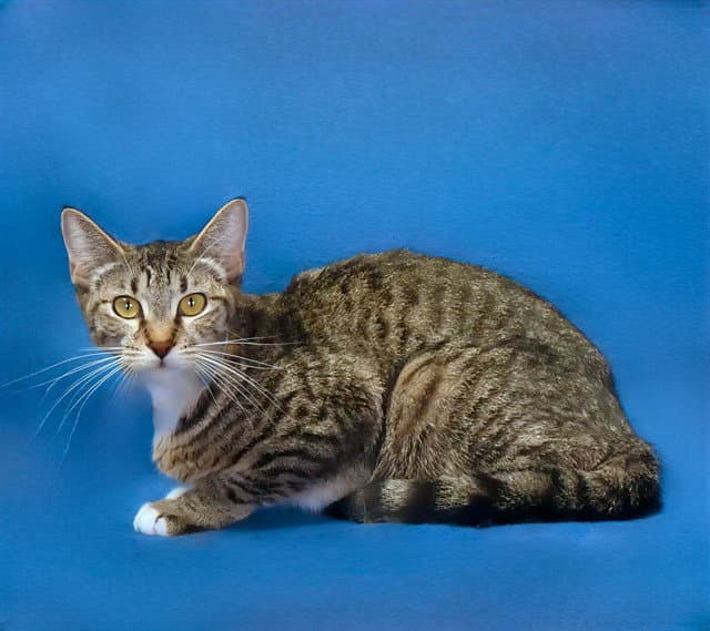 Aurelia - Domestic Short Hair
