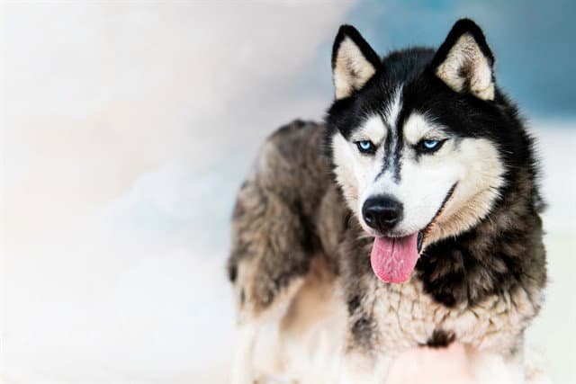 Ellie - Siberian Husky