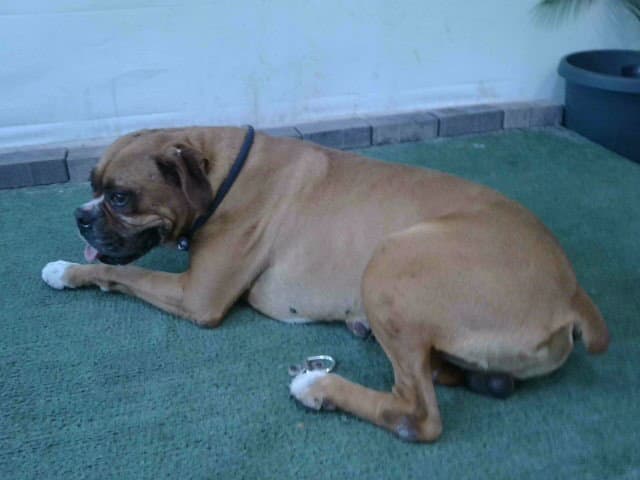 Spot - Boxer