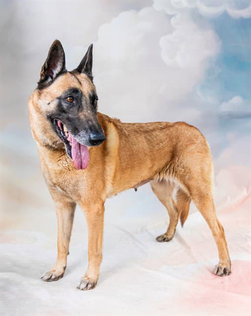 Shakira - Belgian Shepherd Malinois