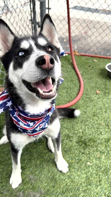 Luna - Siberian Husky