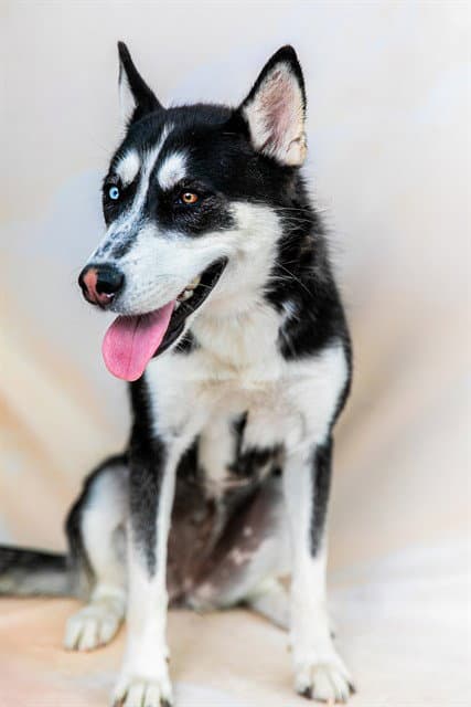 Luna - Siberian Husky