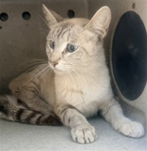 Camden - Domestic Short Hair