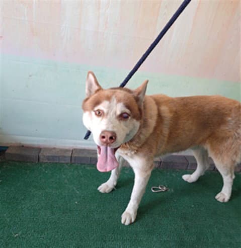 Atlas - Husky
