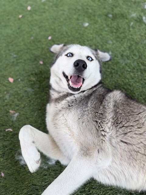 Heidi - Siberian Husky