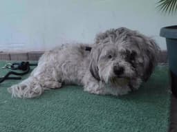 Teddy image 1