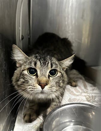 Coco - Domestic Short Hair