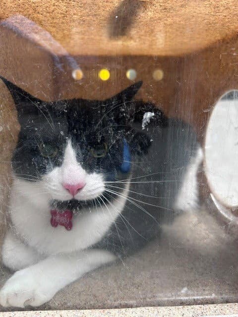 Hebei - Domestic Short Hair