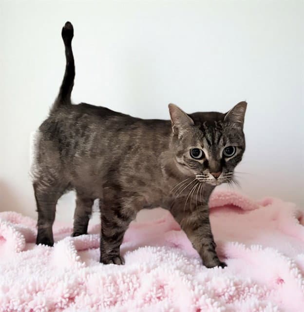 Julia - Domestic Short Hair