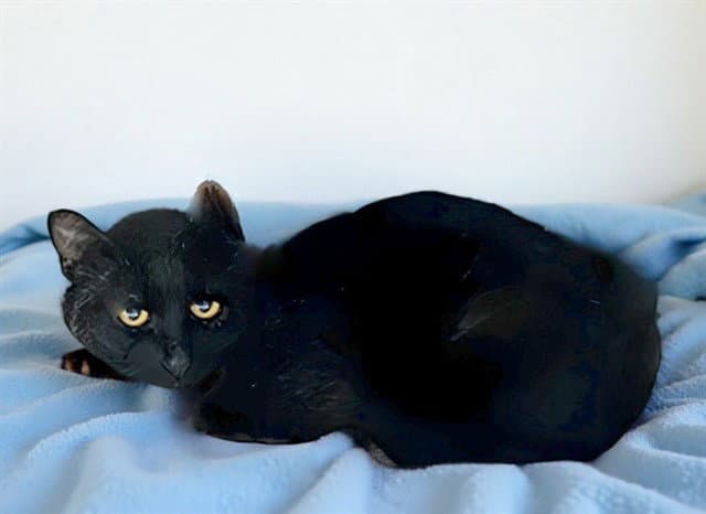 Baraka - Domestic Short Hair