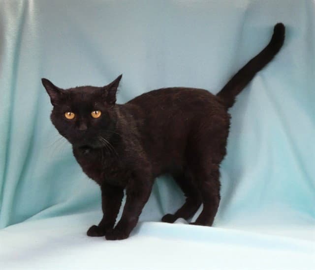 Baraka - Domestic Short Hair