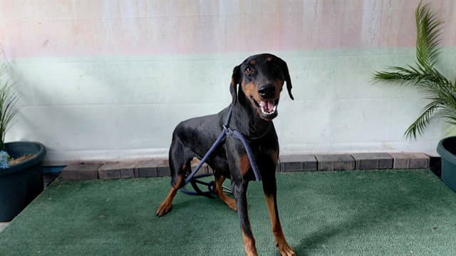 Moana - Doberman Pinscher