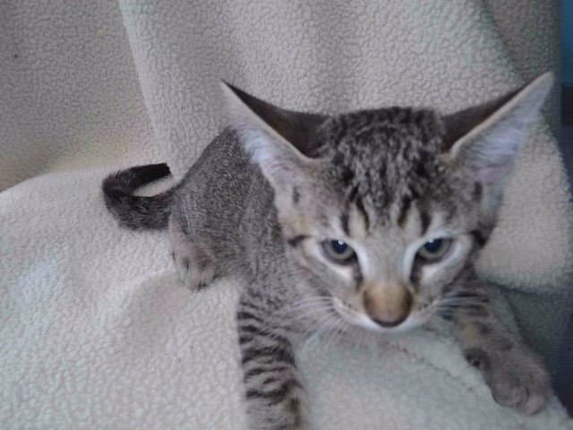 Victoria - Domestic Short Hair