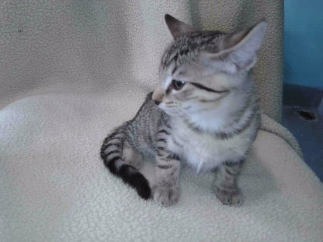 Velvet - Domestic Short Hair