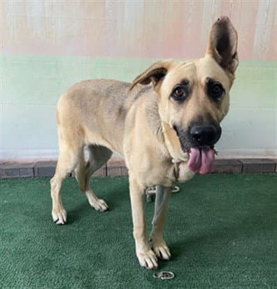 Unknown - German Shepherd Dog