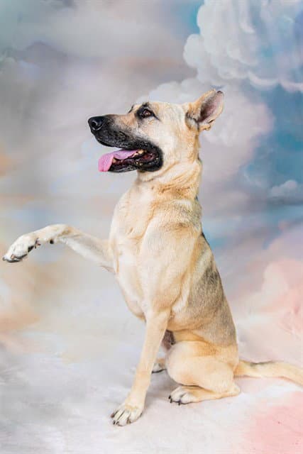 Unknown - German Shepherd Dog
