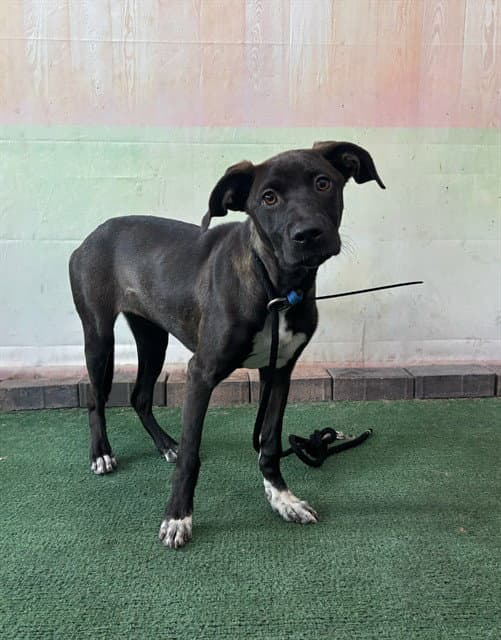 Luna - Catahoula Leopard Dog
