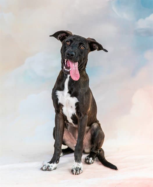 Luna - Catahoula Leopard Dog