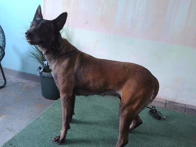 Nutmeg - Belgian Shepherd Malinois