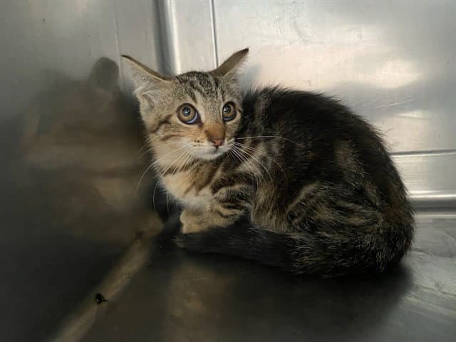 Dahlia - Domestic Short Hair