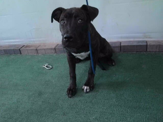 April - Pit Bull Terrier