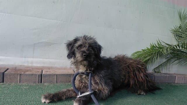 Rye - Poodle (Miniature)