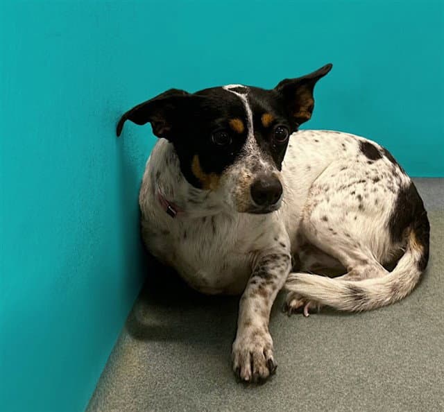 Unknown - Rat Terrier