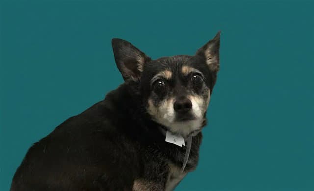 Unknown - Chihuahua