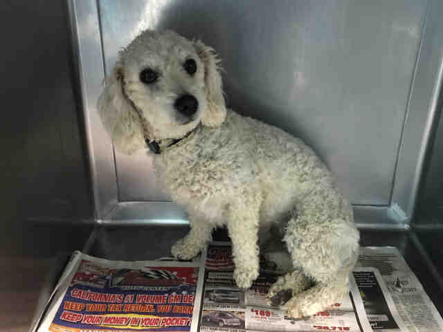 Yankee - Poodle (Miniature)