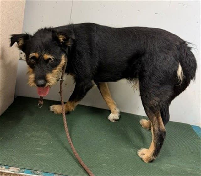 Unknown - Terrier