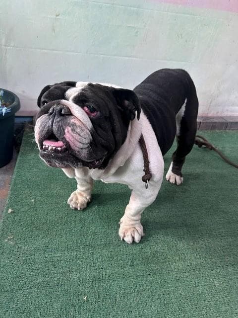 Oso - English Bulldog