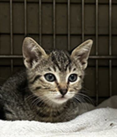 Unknown - Domestic Short Hair